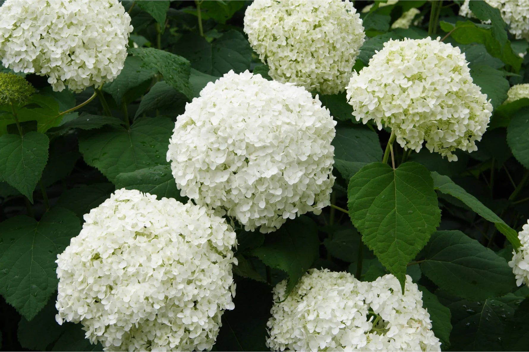 Plant Spotlight: Hydrangeas