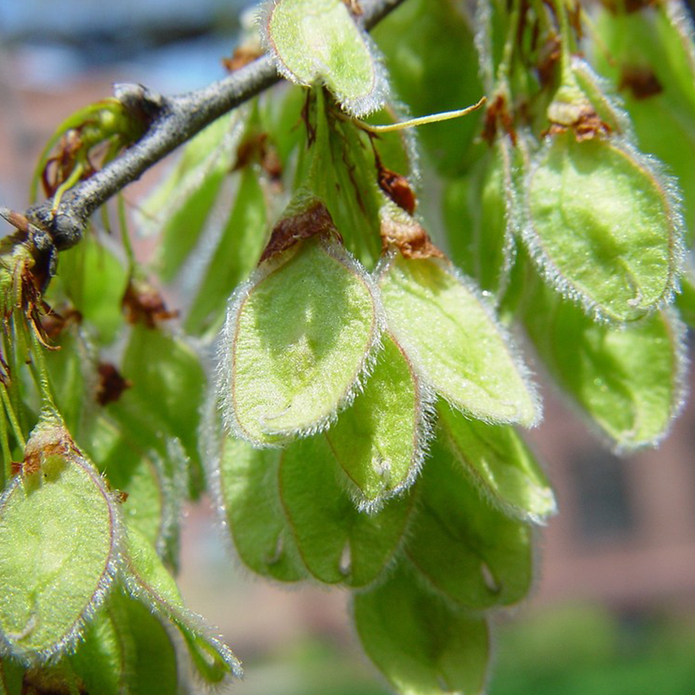 American Elm (Ulmus americana)