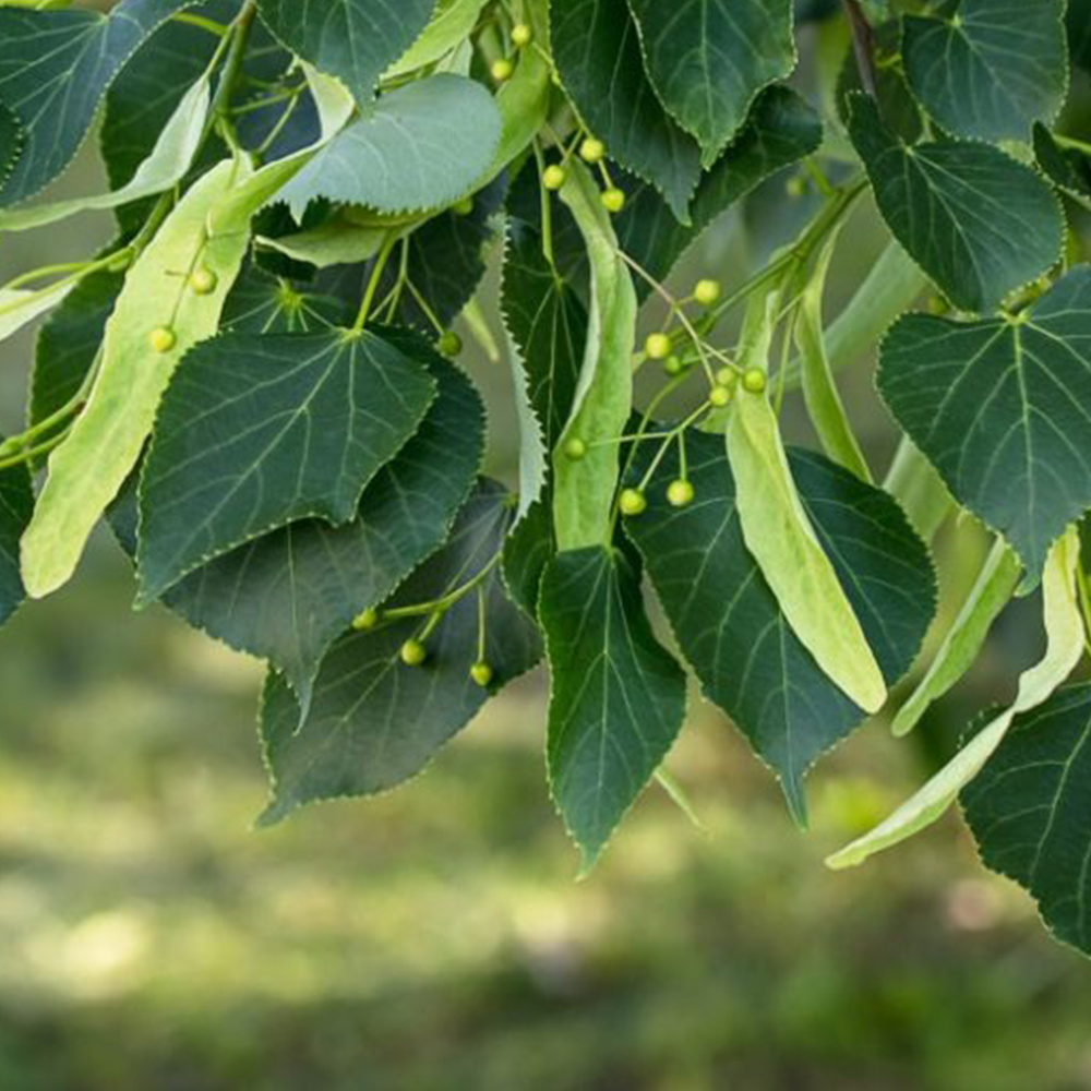 American Linden (Tilia americana)