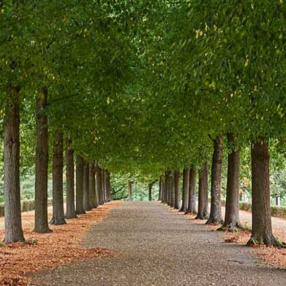 American Linden (Tilia americana)