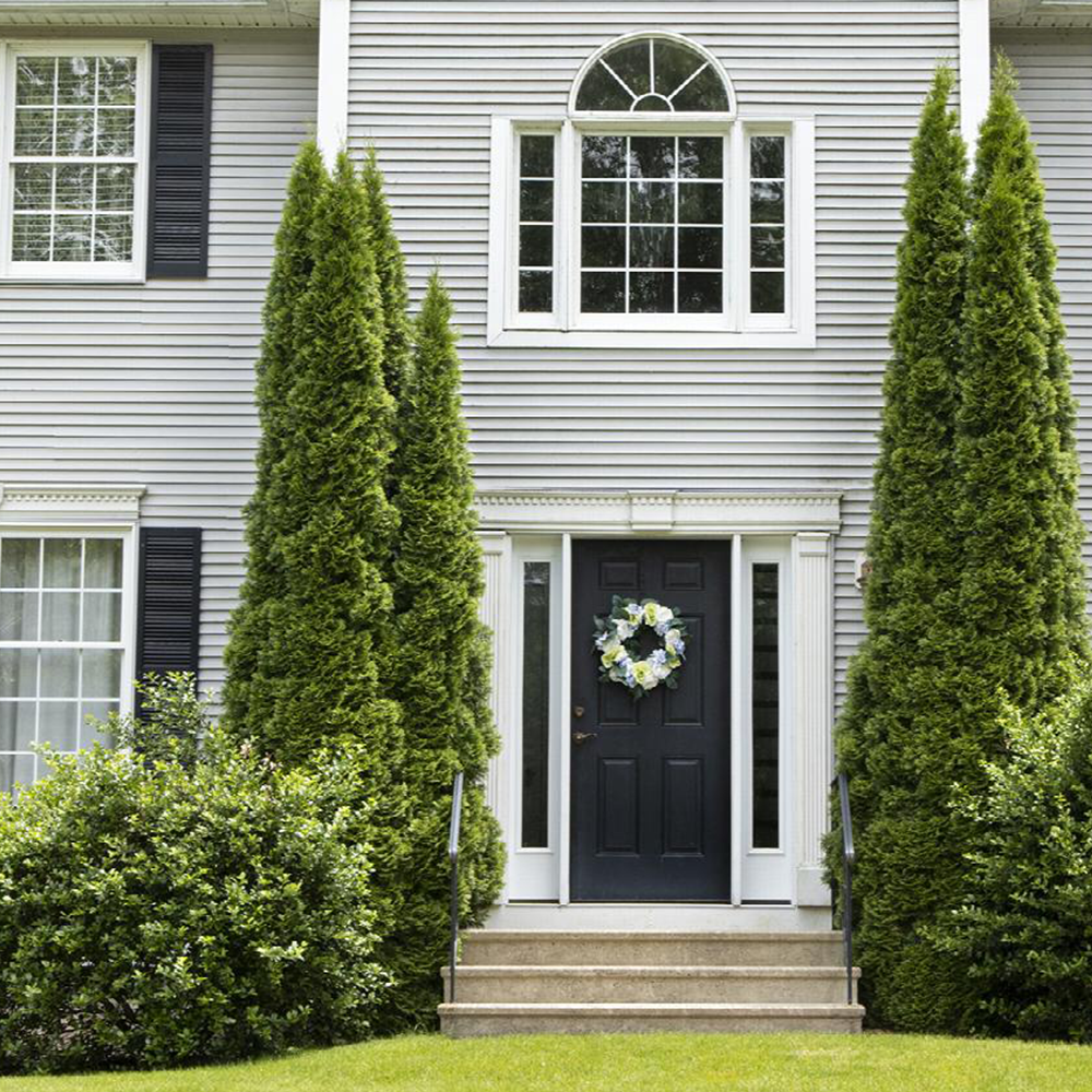 Arborvitae (Thuja spp.)