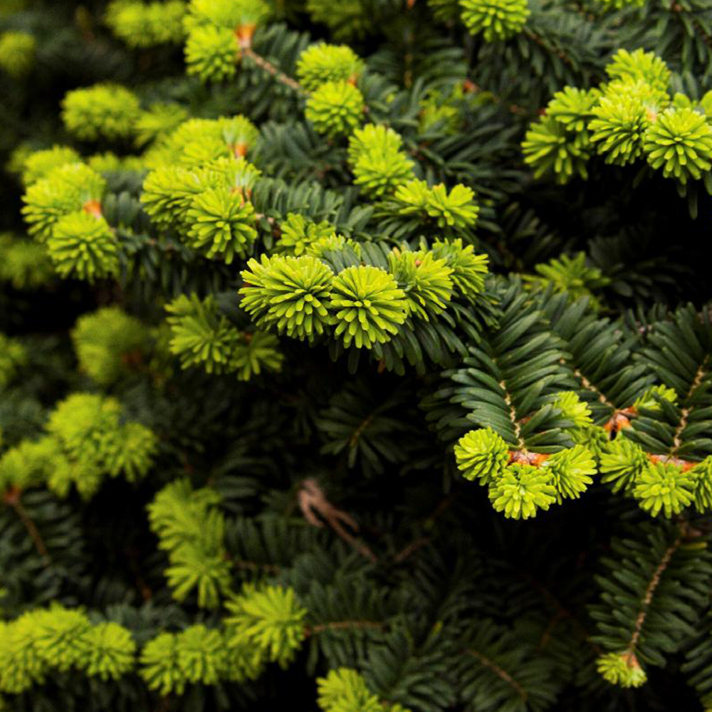 Balsam Fir (Abies balsamea)