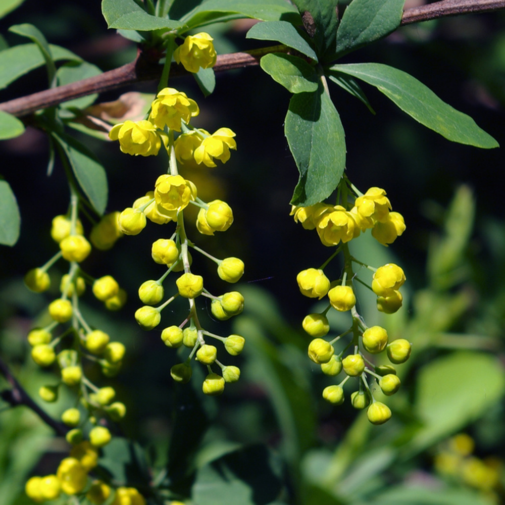 Barberry (Berberis spp.)