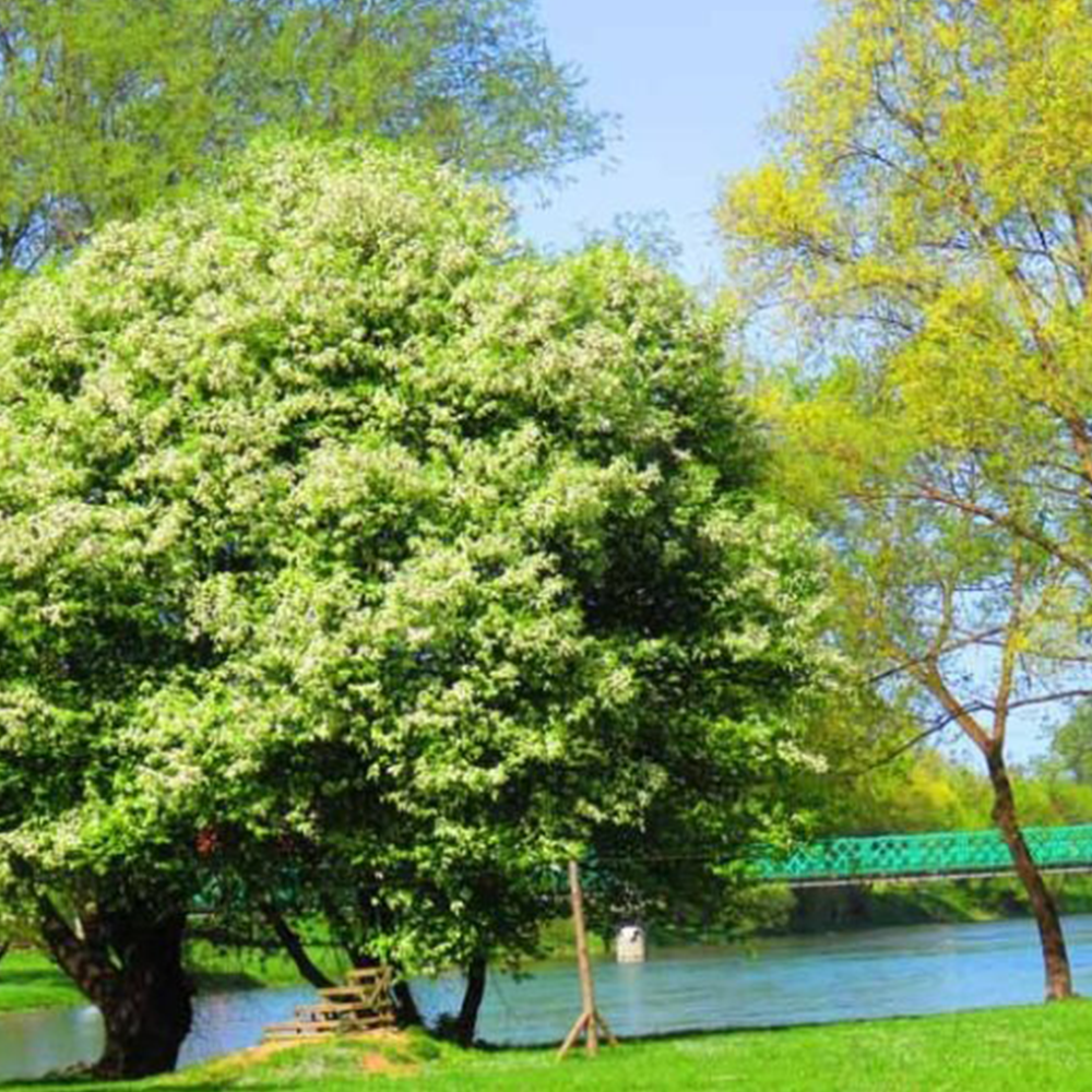 Black Cherry (Prunus serotina)