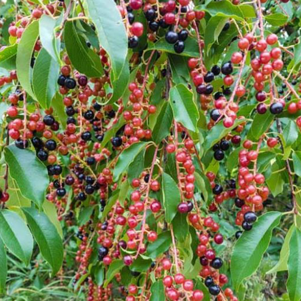 Black Cherry (Prunus serotina)