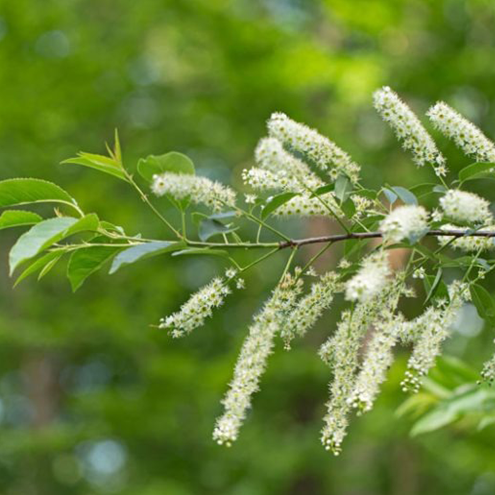 Black Cherry (Prunus serotina)