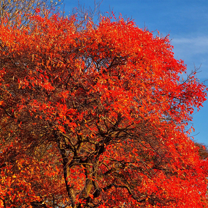 Black Gum (Nyssa sylvatica)