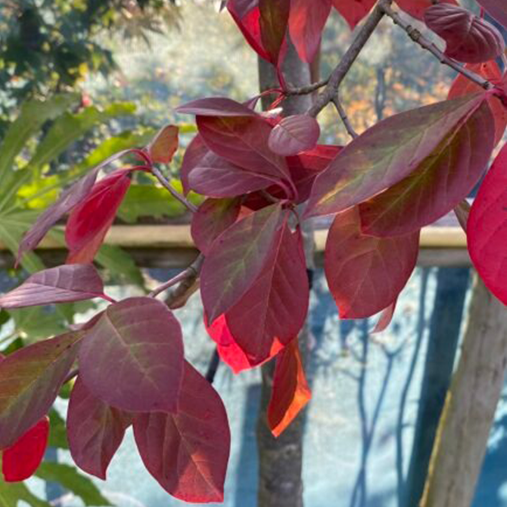 Black Gum (Nyssa sylvatica)