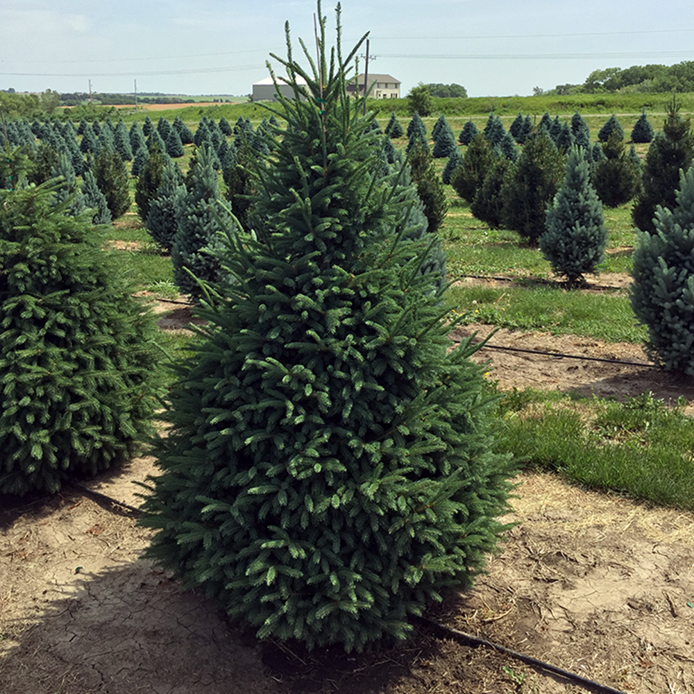 Black Hills Spruce (Picea glauca densata)