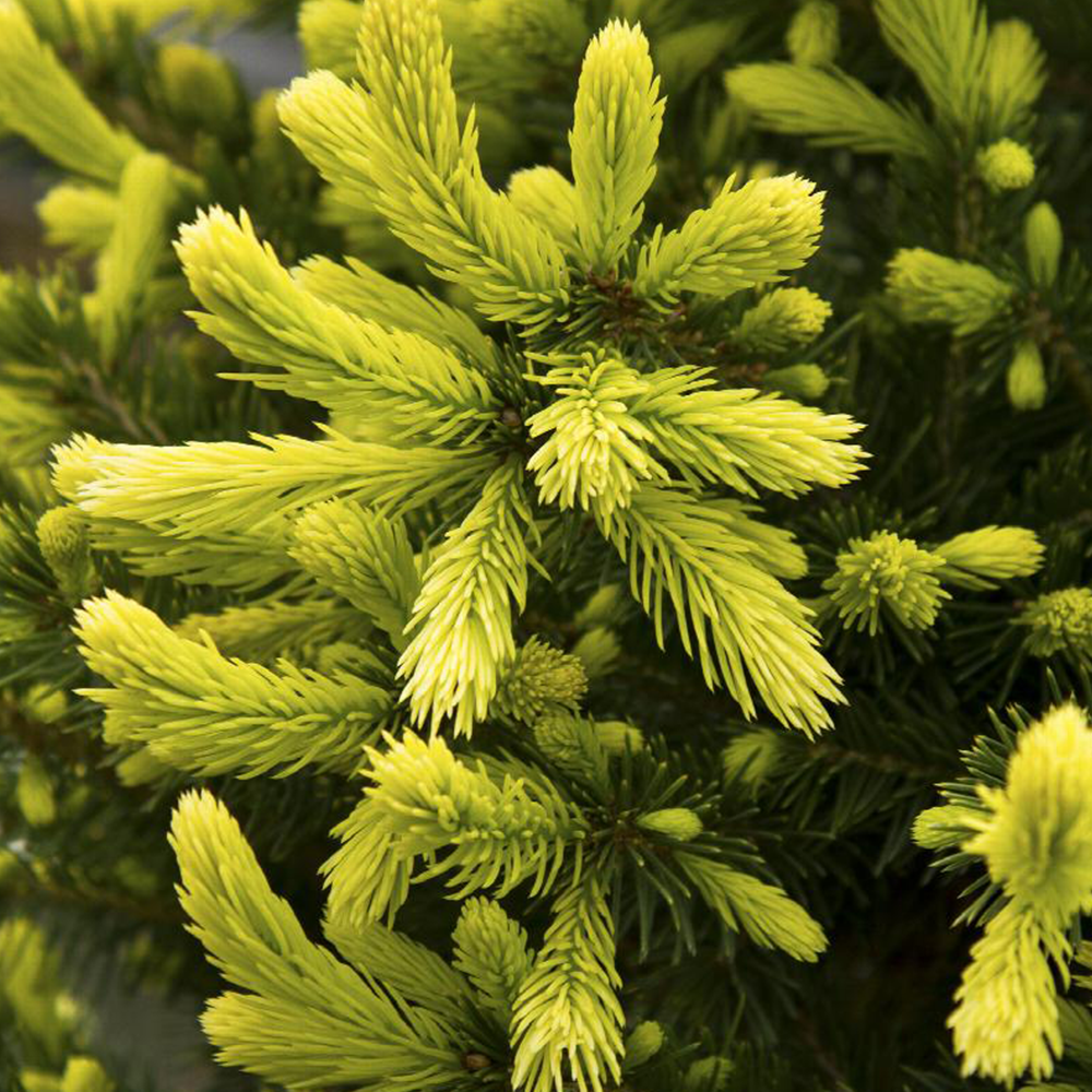 Black Hills Spruce (Picea glauca densata)