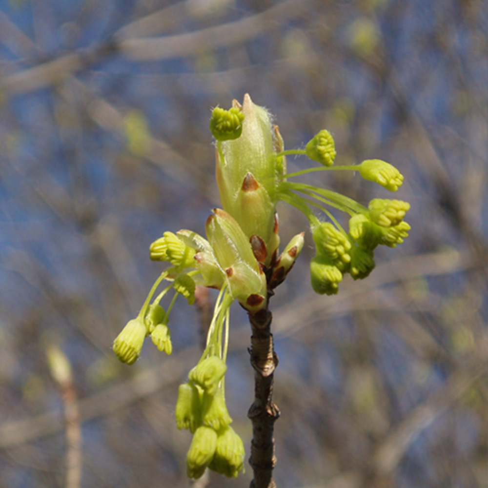 Black Maple (Acer nigrum)