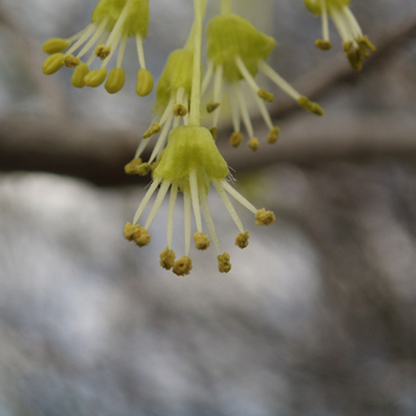 Black Maple (Acer nigrum)