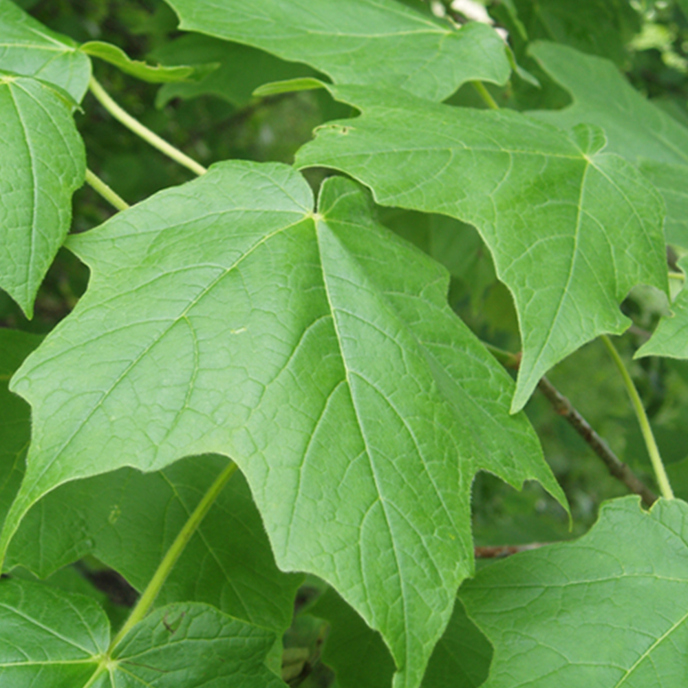 Black Maple (Acer nigrum)