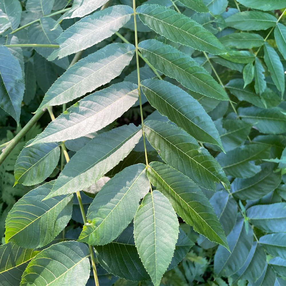 Black Walnut (Juglans nigra)