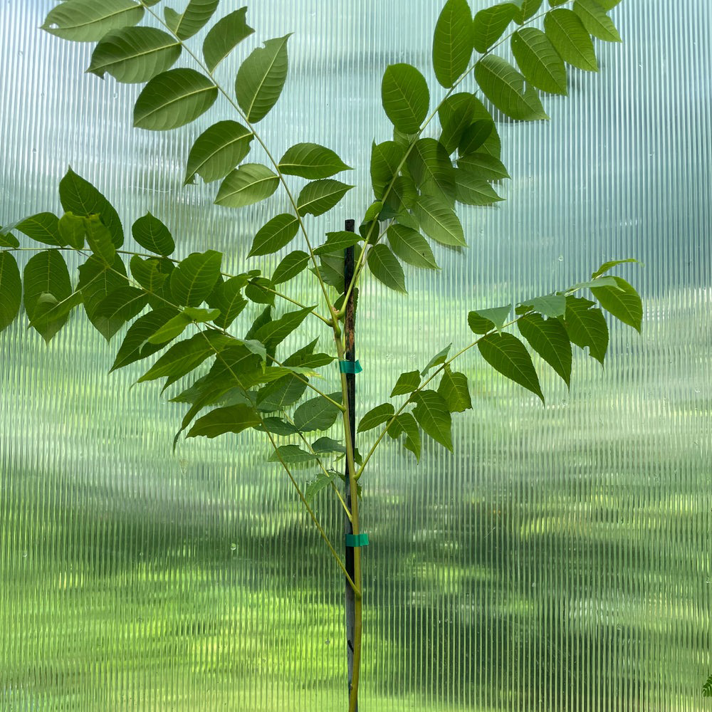 Black Walnut (Juglans nigra)