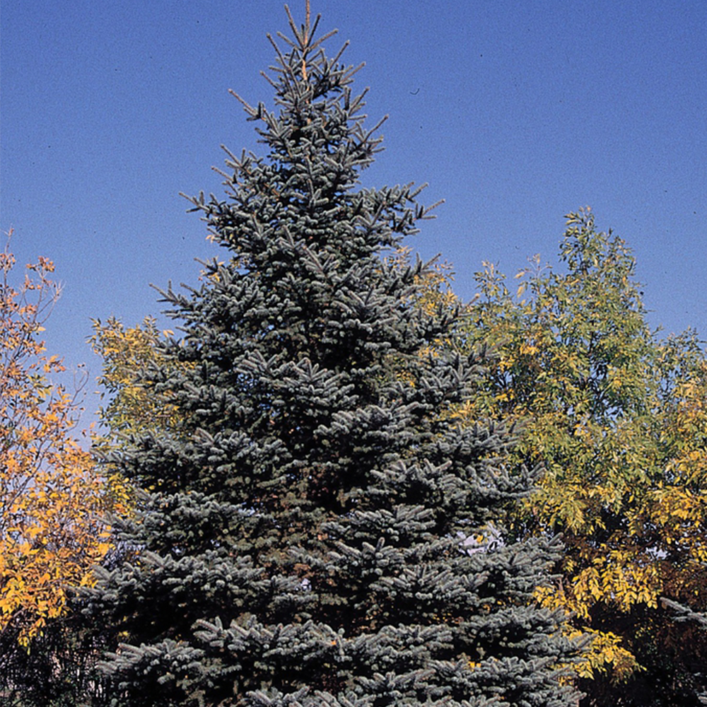 Blue Spruce (Picea pungens)