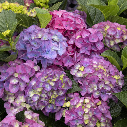 Hydrangea (Hydrangea spp.)