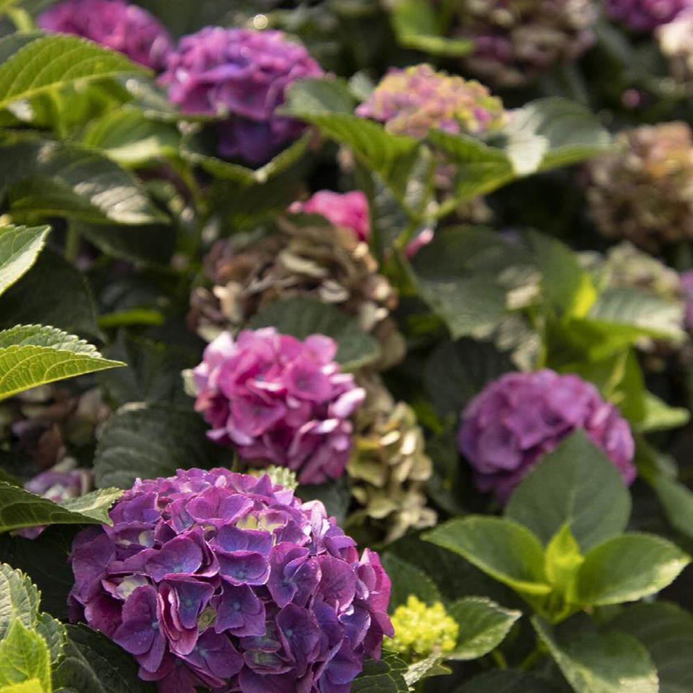 Hydrangea (Hydrangea spp.)