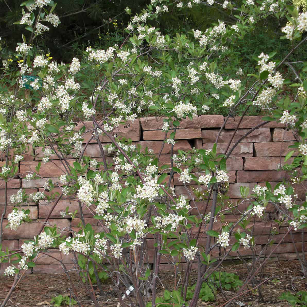 Chokeberry (Aronia spp.)