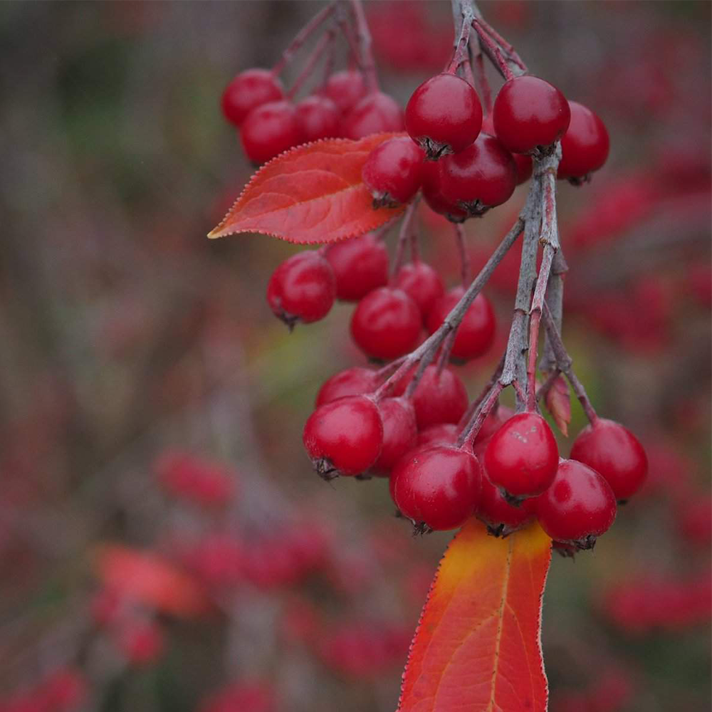 Chokeberry (Aronia spp.)