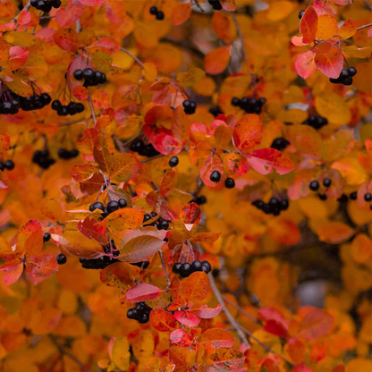 Chokeberry (Aronia spp.)