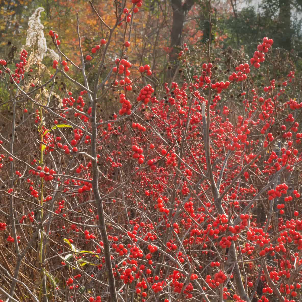 Chokeberry (Aronia spp.)