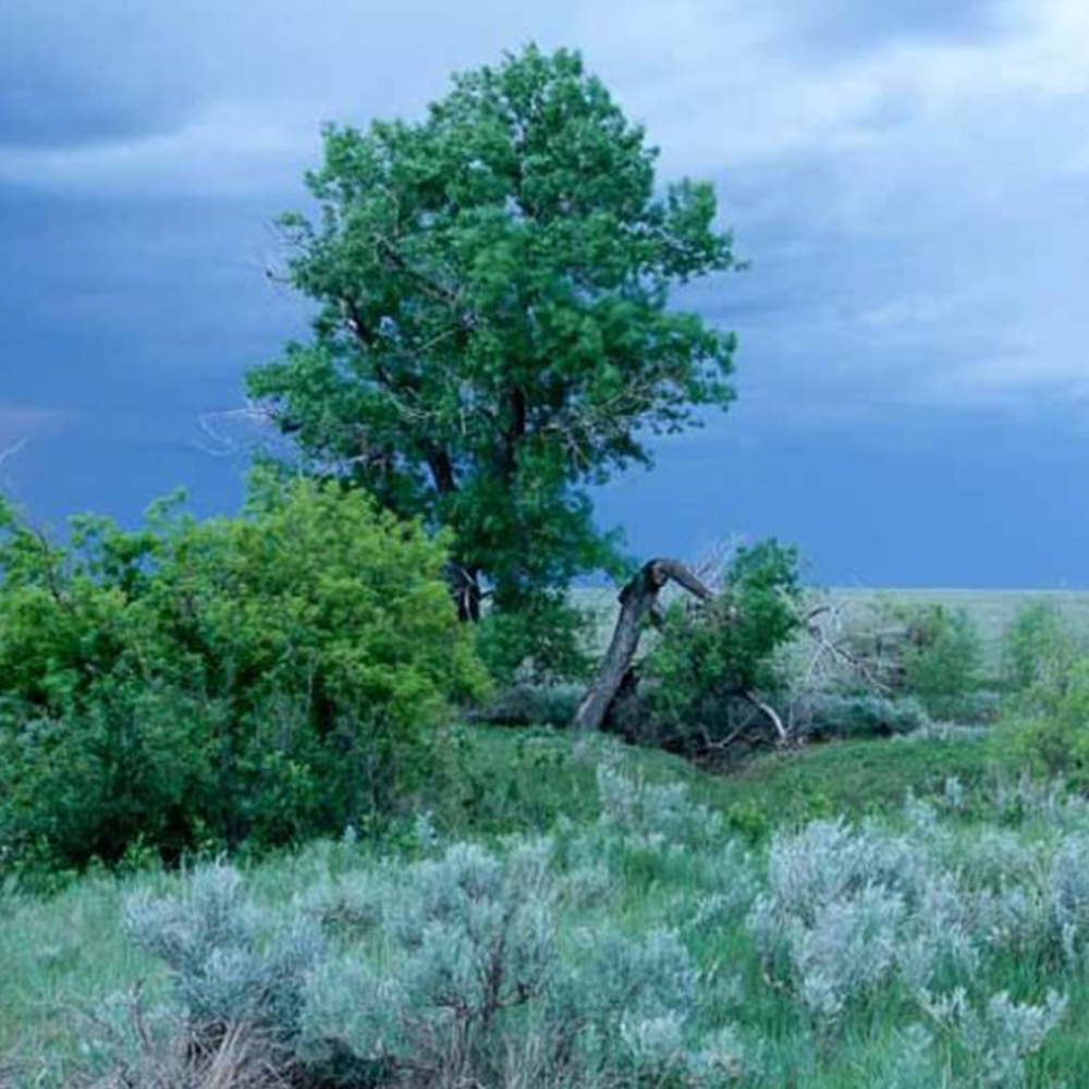 Cottonwood (Populus deltoides)