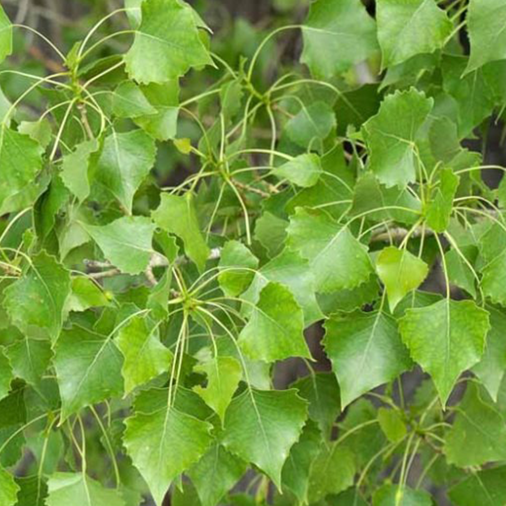 Cottonwood (Populus deltoides)