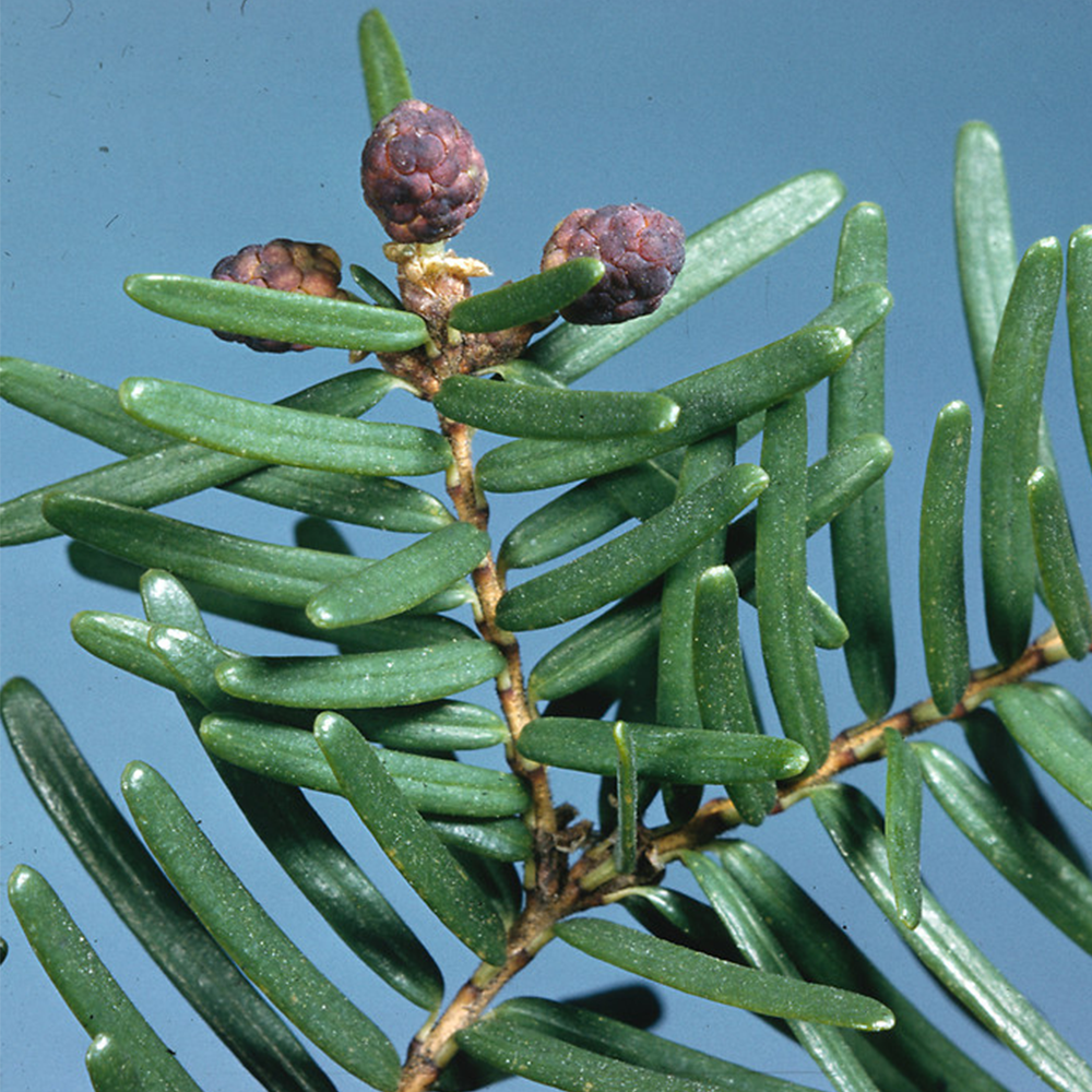 Eastern Hemlock (Tsuga canadensis)