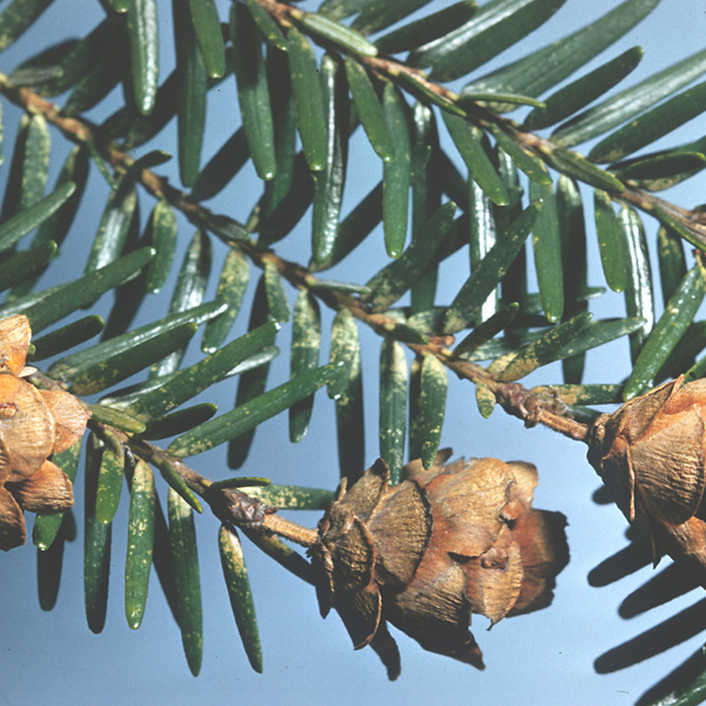 Eastern Hemlock (Tsuga canadensis)