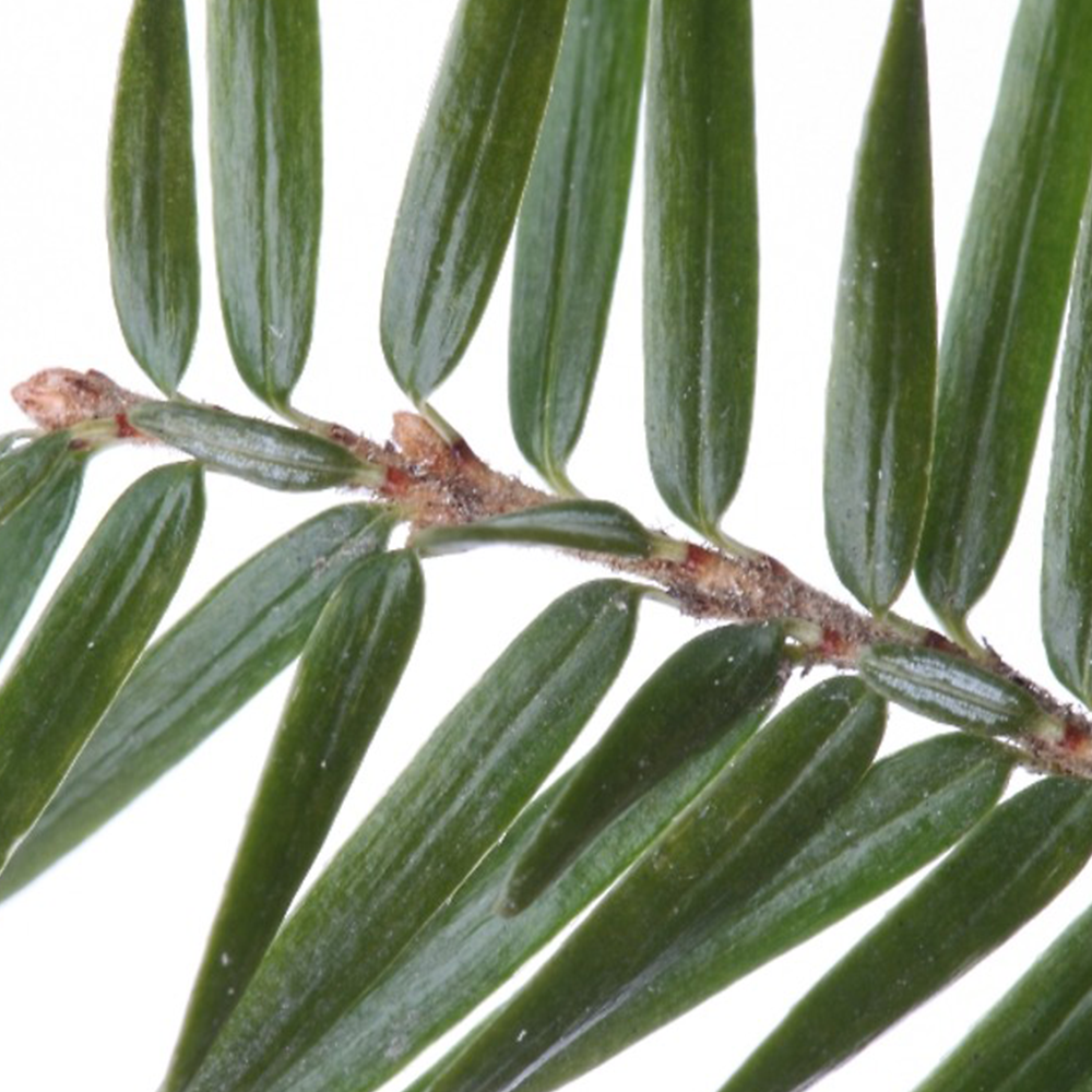 Eastern Hemlock (Tsuga canadensis)