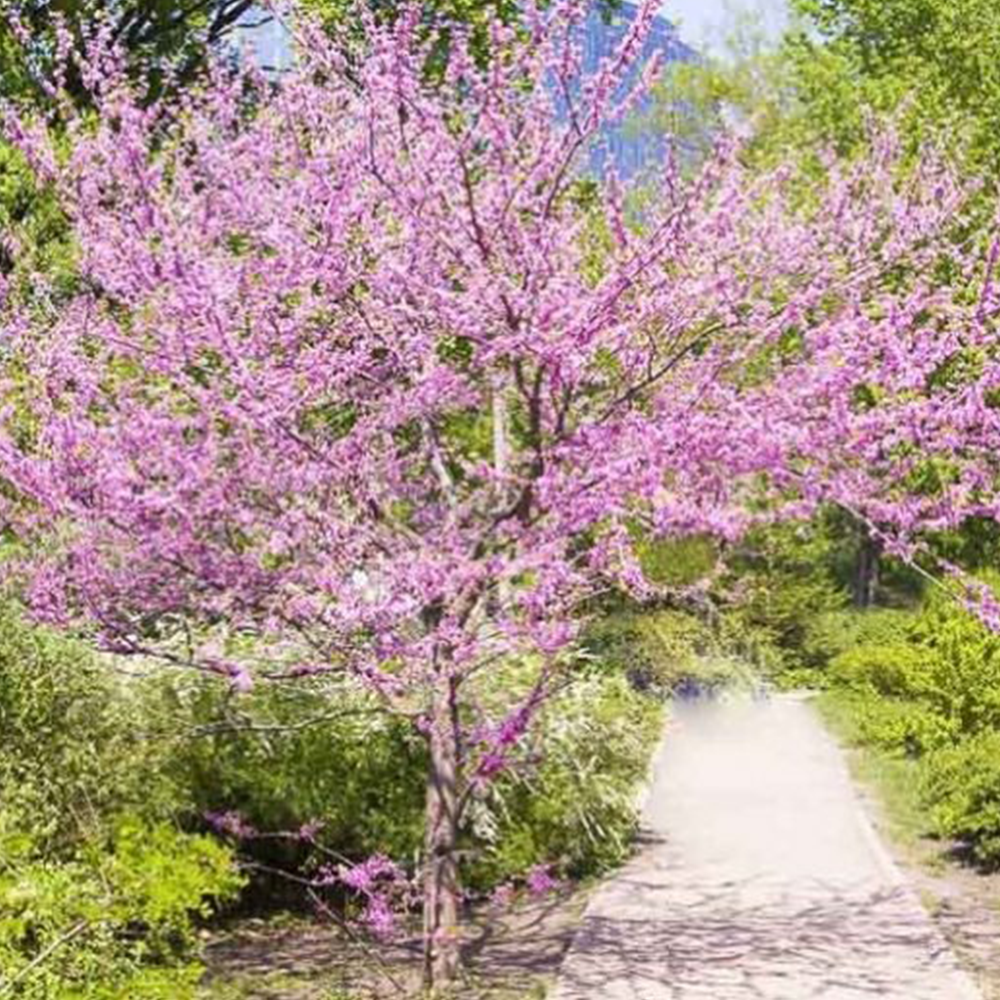 Eastern Redbud (Cercis canadensis)