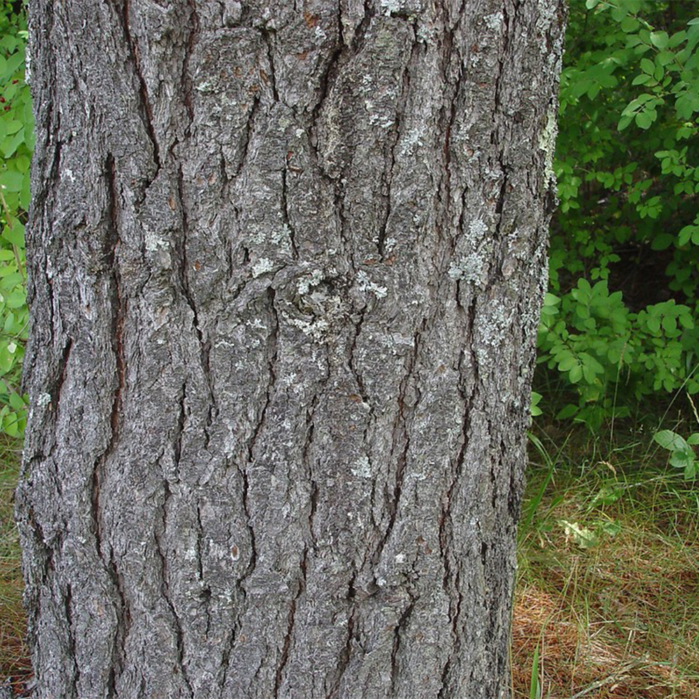 Eastern White Pine (Pianus strobus)