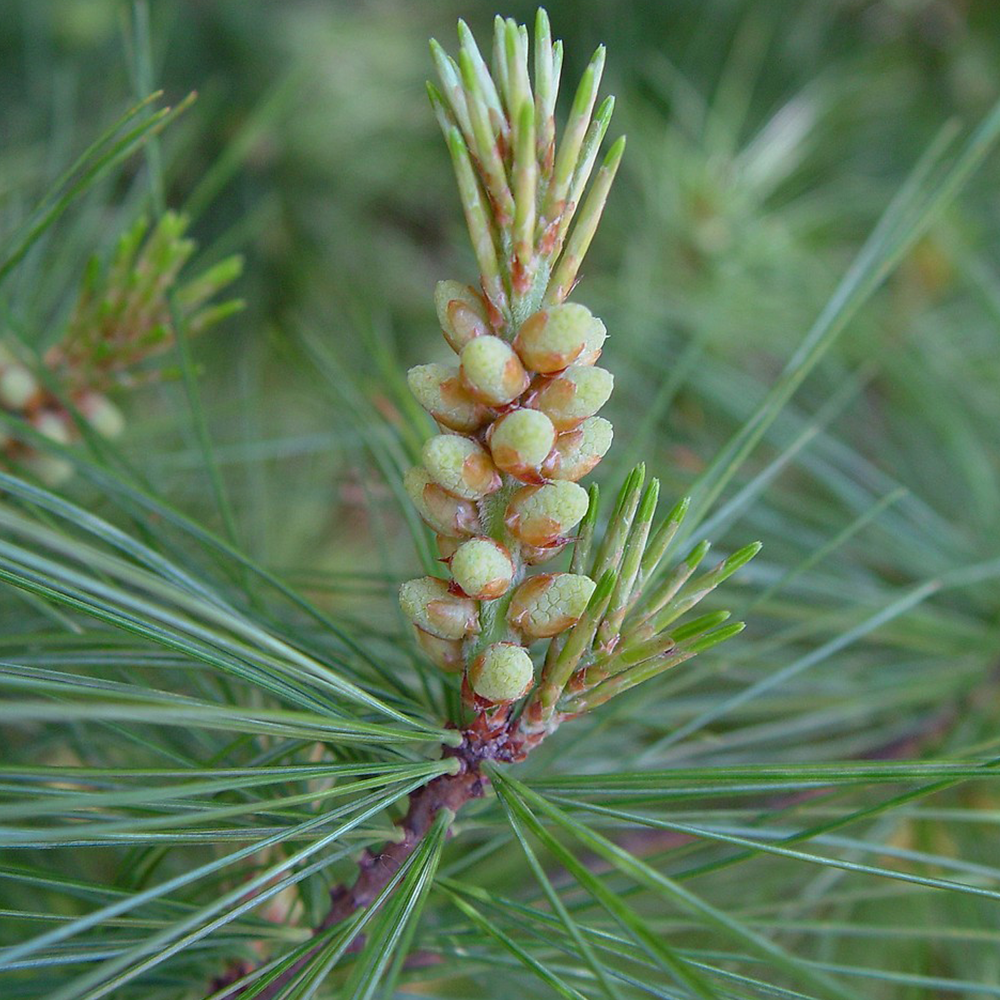 Eastern White Pine (Pianus strobus)