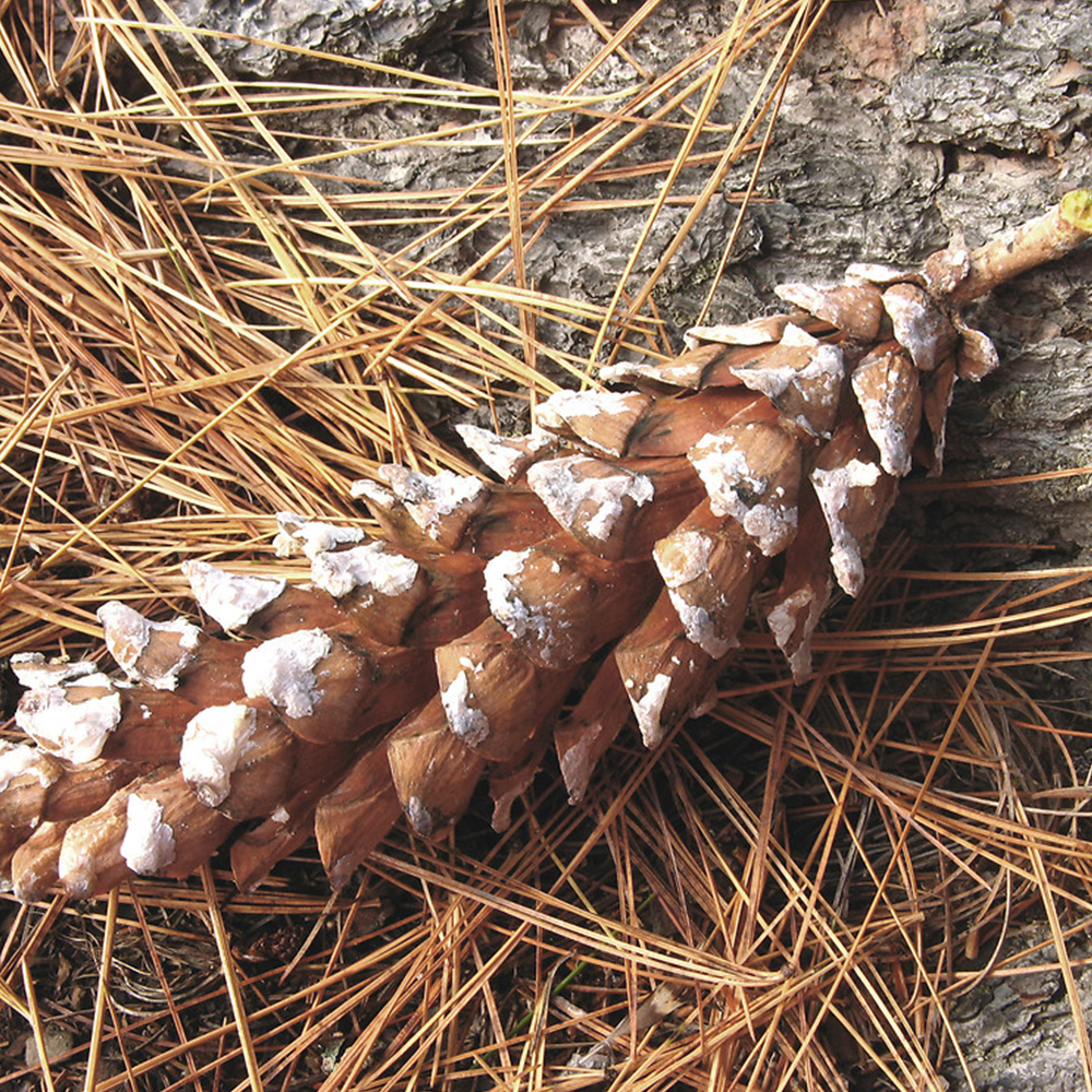 Eastern White Pine (Pianus strobus)