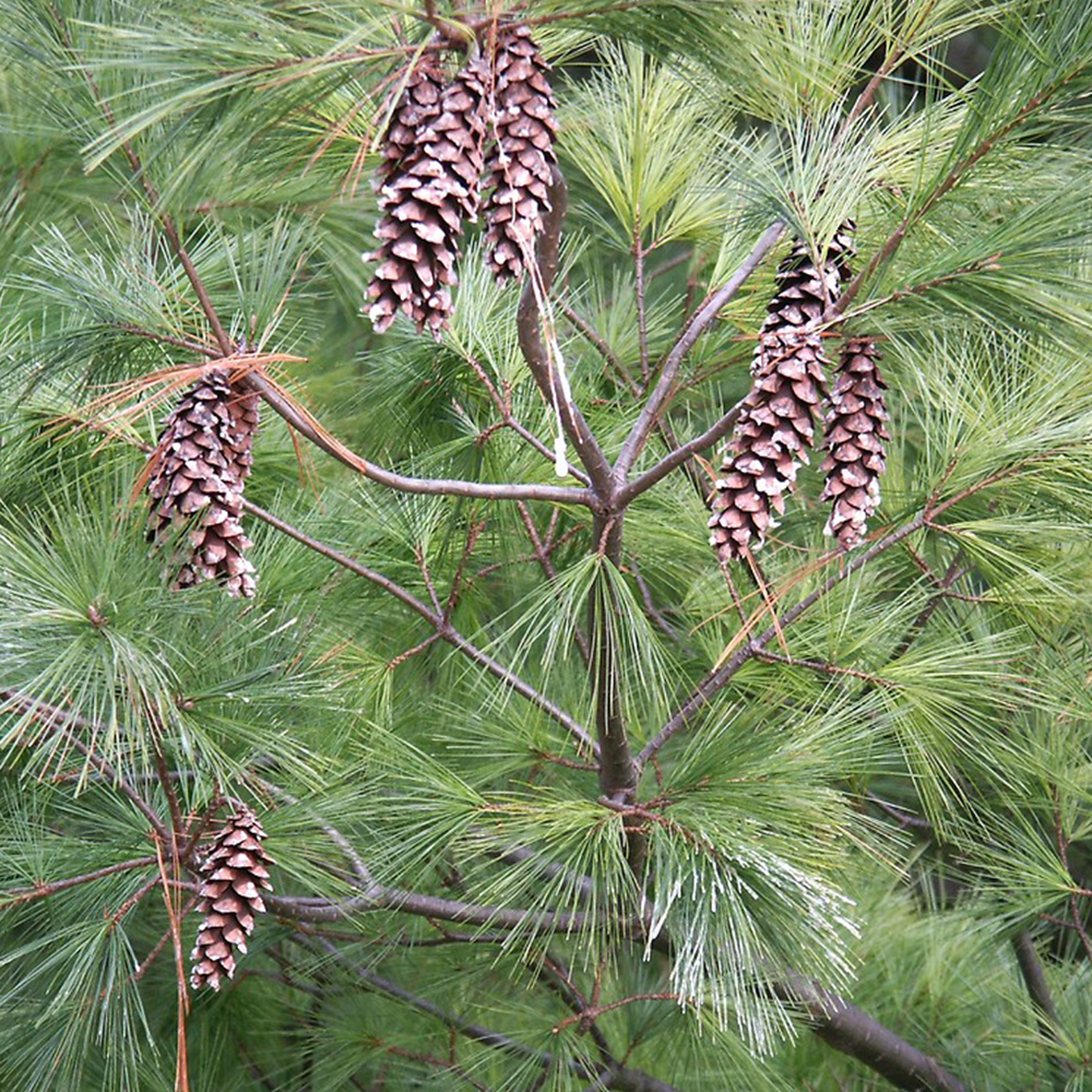 Eastern White Pine (Pianus strobus)