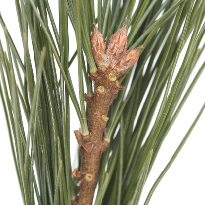 Eastern White Pine (Pianus strobus)