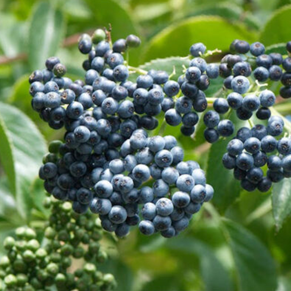 Elderberry (Sambucus spp.)