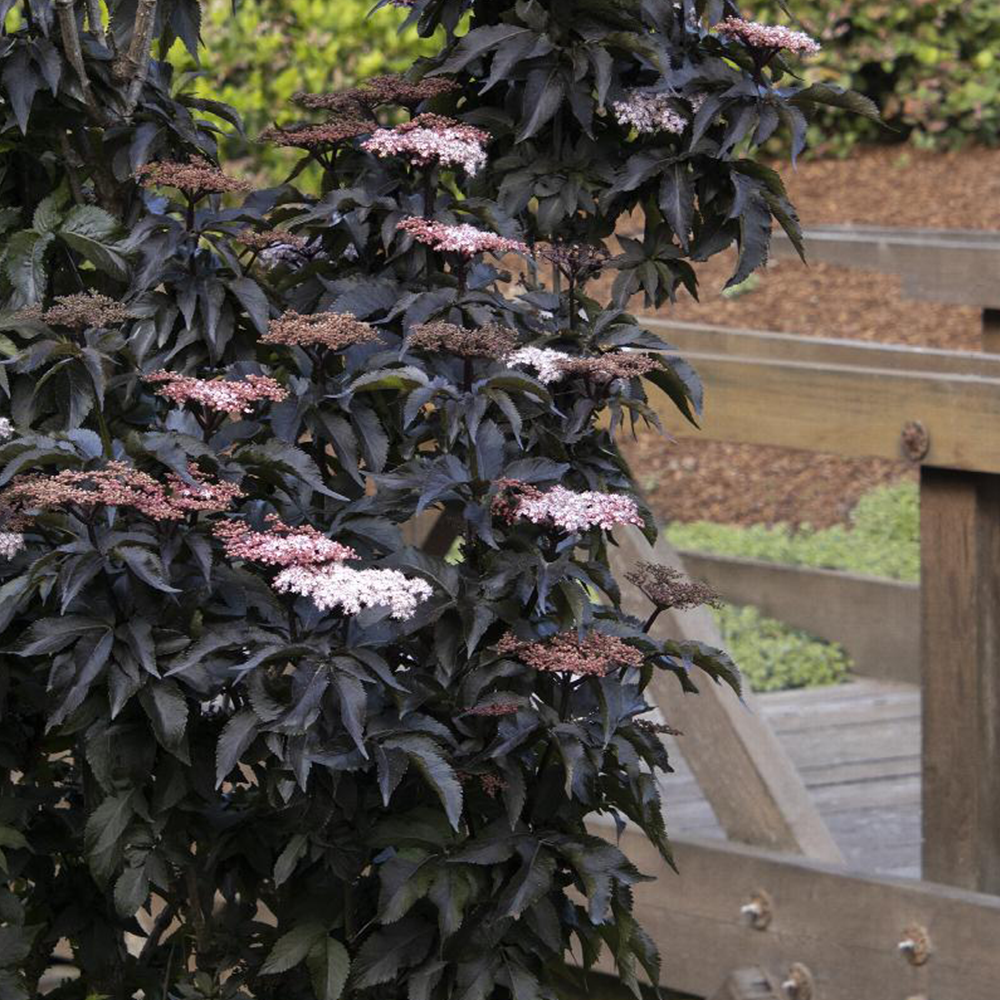 Elderberry (Sambucus spp.)