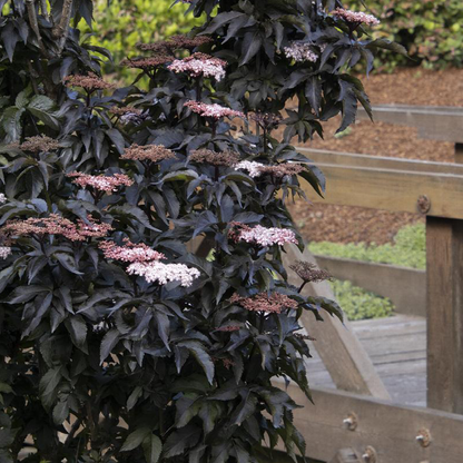 Elderberry (Sambucus spp.)