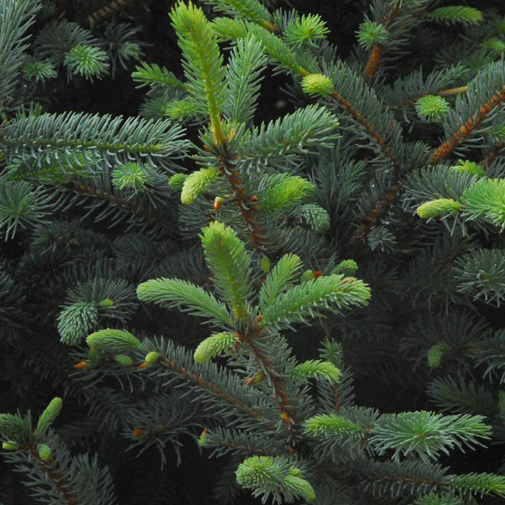 Fat Albert Colorado Blue Spruce