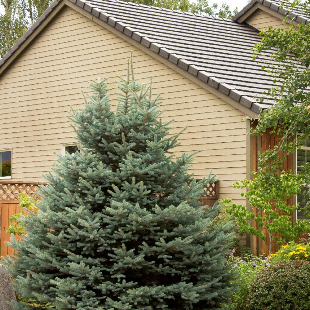 Fat Albert Colorado Blue Spruce