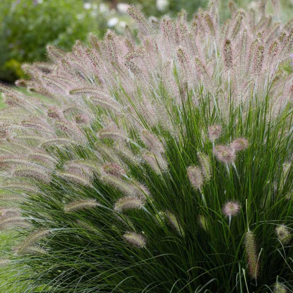 Fountain Grass