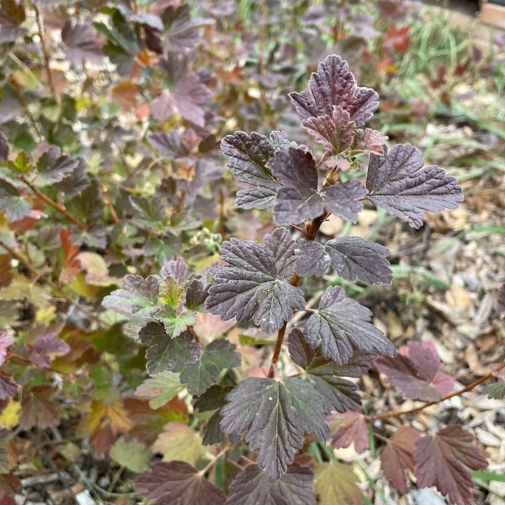 Gooseberry (Ribes spp.)