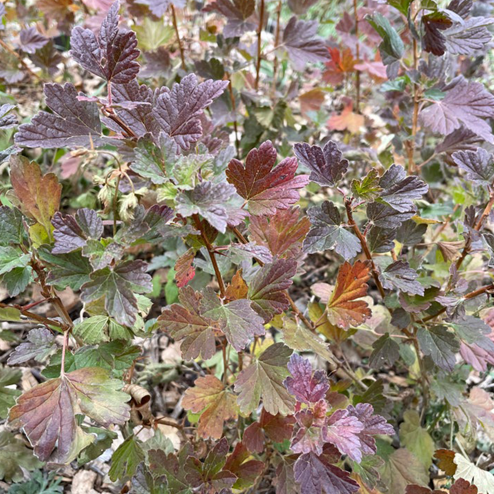 Gooseberry (Ribes spp.)