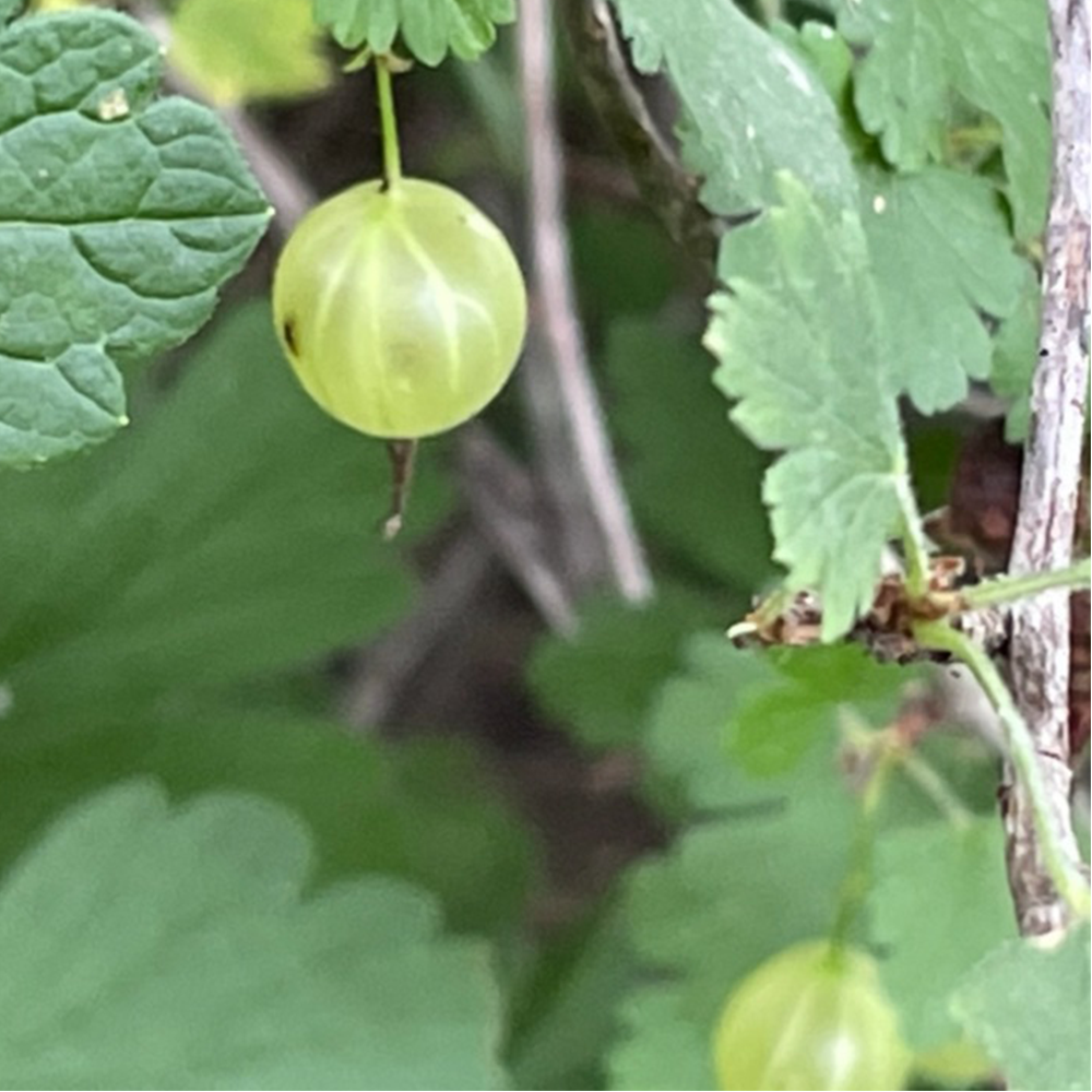 Gooseberry (Ribes spp.)