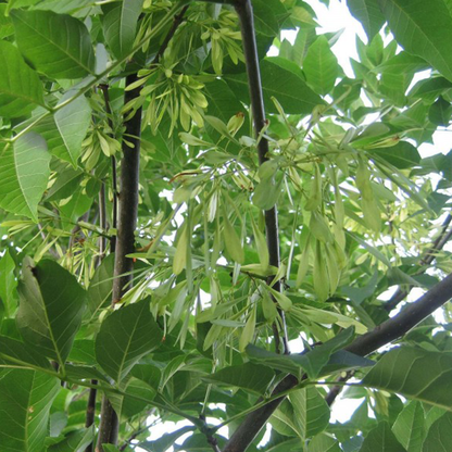 Green Ash (Fraxinus pennsylvanica)