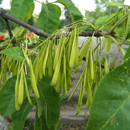 Green Ash (Fraxinus pennsylvanica)