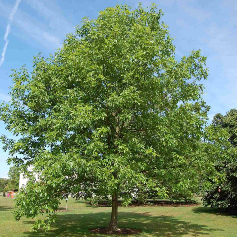 Green Ash (Fraxinus pennsylvanica)