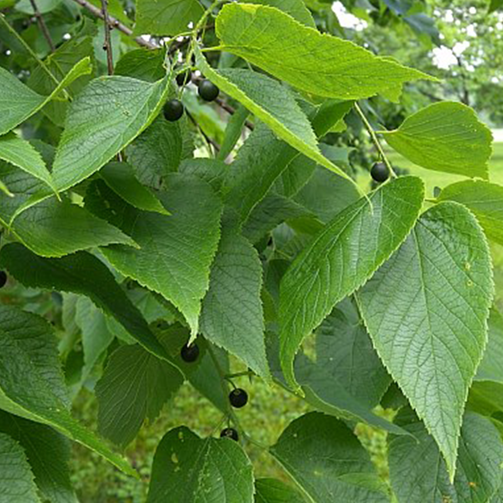 Hackberry (Celtis occidentalis)